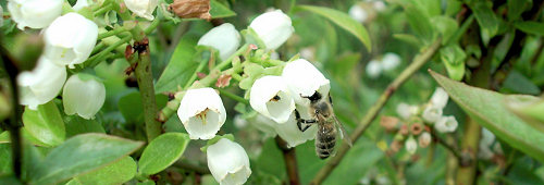 Bienen 2